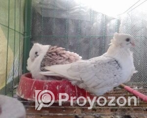 fitted-34_2025-10-06_10-34-18