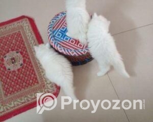 fitted-34_2025-10-08_10-57-37