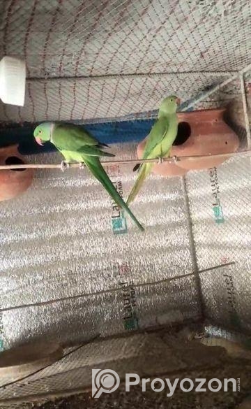 টিয়া পাখি রানিং পেয়ার ২ বছর + বয়েস সামনে সিজিনে ডিম বাচ্চা করব
