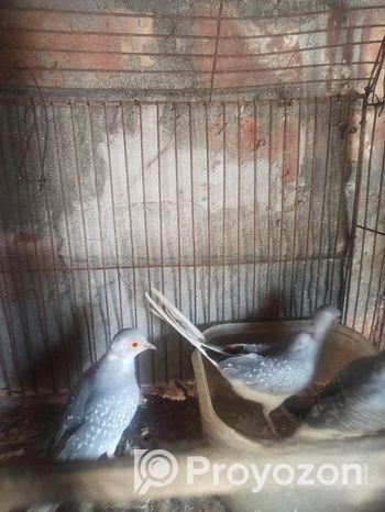 Diamond dove