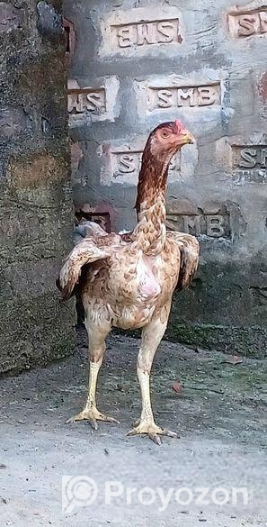 আসিল মুরগ মুরগি