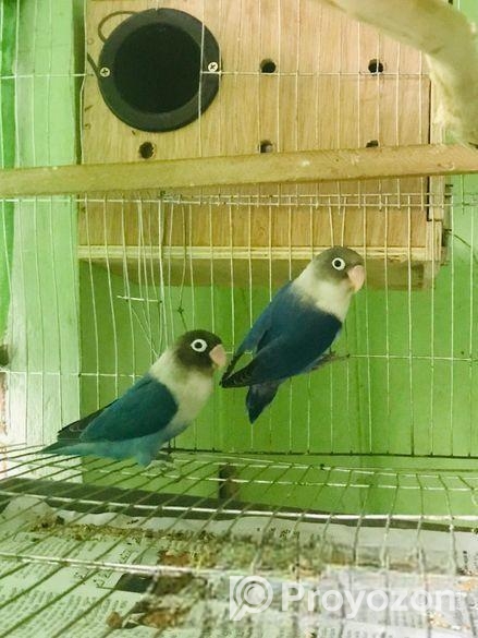 Love bird