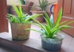 Spider Plant (Indoor Plant)