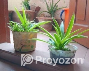 fitted-35_2025-10-11_17-48-15