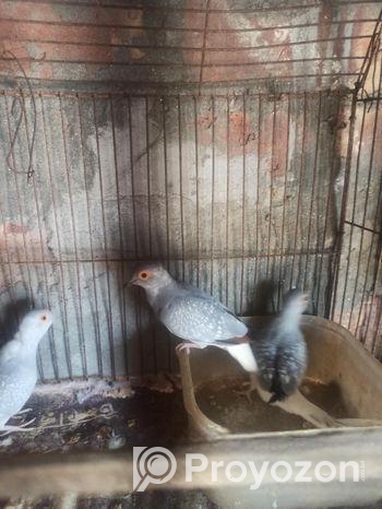 Diamond dove