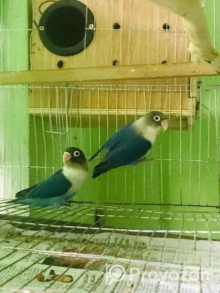 Love bird