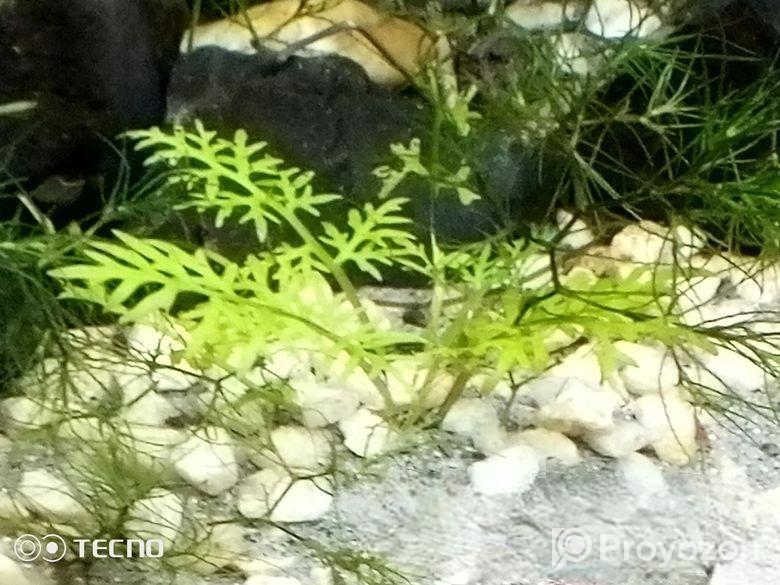 Hidrofila Deformis