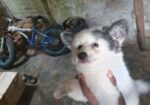 Fersian Dog