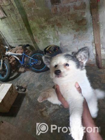 Fersian Dog