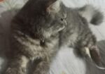 Mixed Bred Parsian
