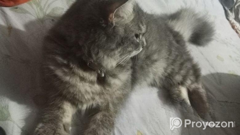 Mixed Bred Parsian