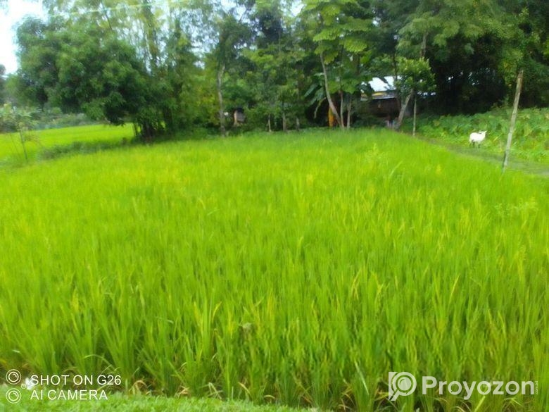 বিস্কুট কোম্পানির পিছনে সুন্দর জায়গা