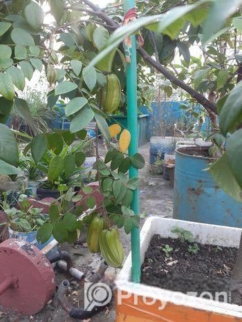 থাই কামরাঙা গাছ