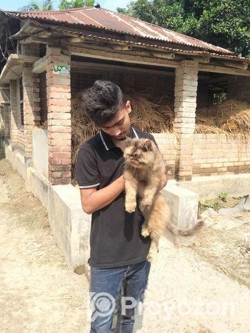 Cat sale