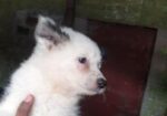 Fersian Dog