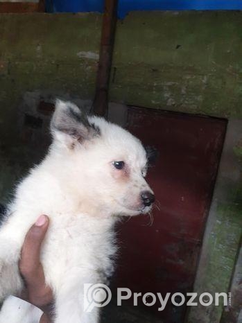 Fersian Dog