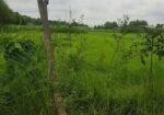 শেখ রাসেল সেনা নিবাস সংলগ্ন জাজিরা নাওডোবাতে ৩০ বিঘা জমি