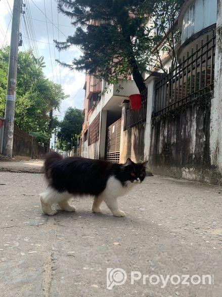 Parsiyan Cat