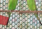 বাচ্চাসহ বাজরিকা পাখি বিক্রি হবে