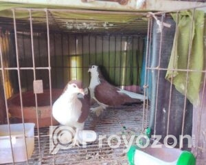 fitted-38_2025-10-01_11-14-02