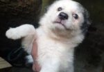 Fersian Dog