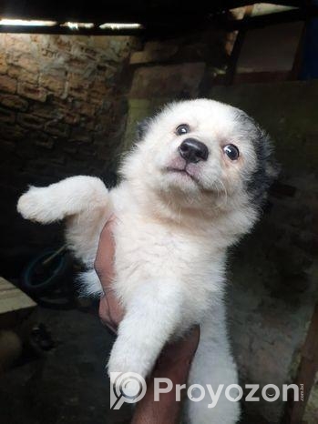 Fersian Dog