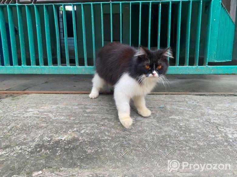 Parsiyan Cat