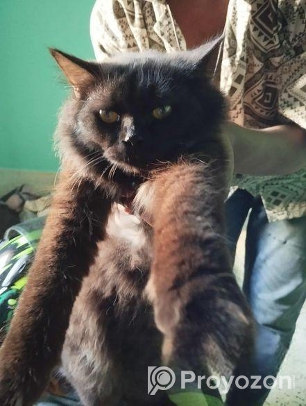 Persian cat