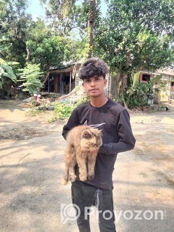 Cat sale