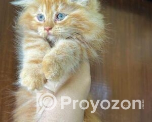 fitted-3_2025-10-01_10-02-32