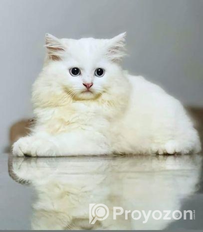 bule eyes male