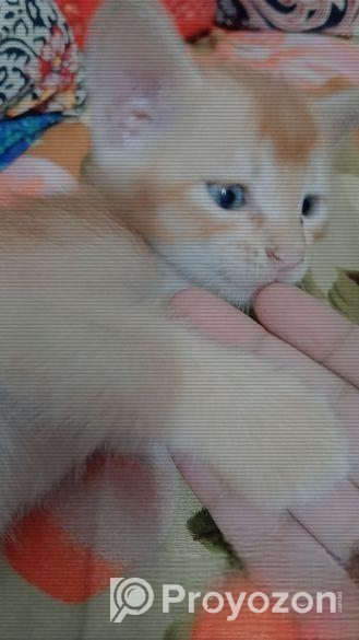Male Cat Adoption