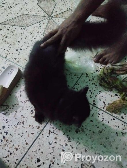 Persian cat