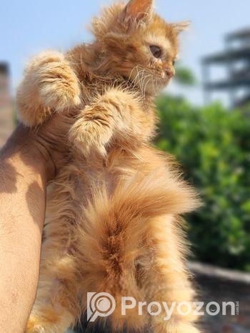 Persian Female Kitten