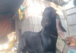 কোচি দেশি পাঠা