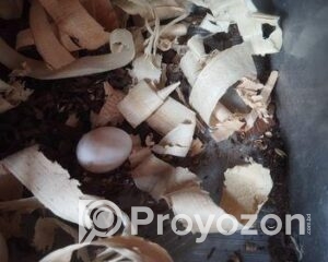 fitted-41_2025-10-04_19-38-01