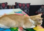 Ginger Cat