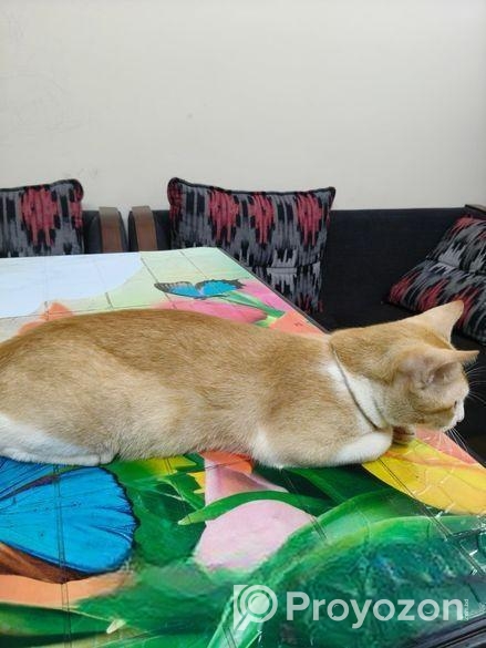 Ginger Cat