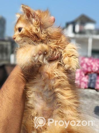 Persian Female Kitten