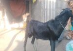 কোচি দেশি পাঠা
