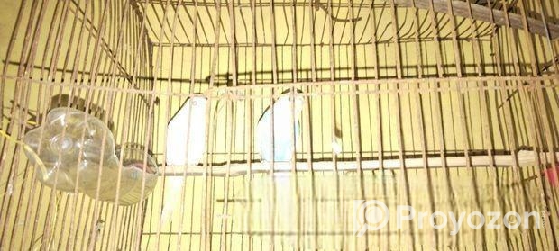 birds sell