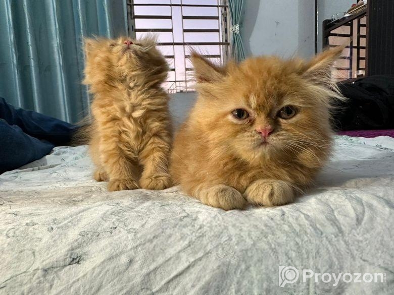 Persian kitten