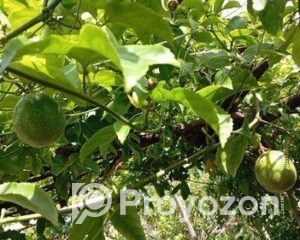 fitted-42_2025-10-07_18-41-45-1