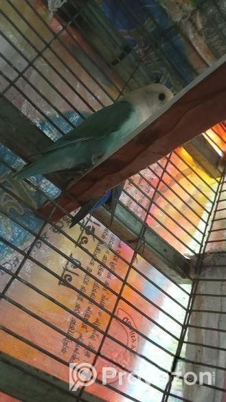 Running Love Bird