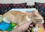 Ginger Cat