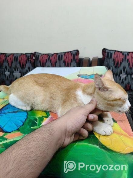 Ginger Cat