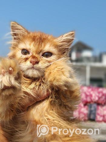 Persian Female Kitten
