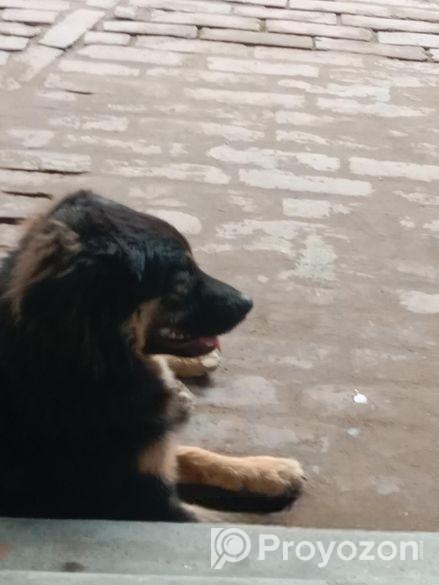 জার্মান সেপার্ড এর বাচ্চা বিক্রয় হইবে