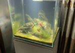 Aquarium With Stand