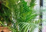 Indoor Plant